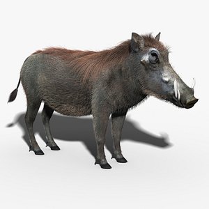 3d model warthog fur