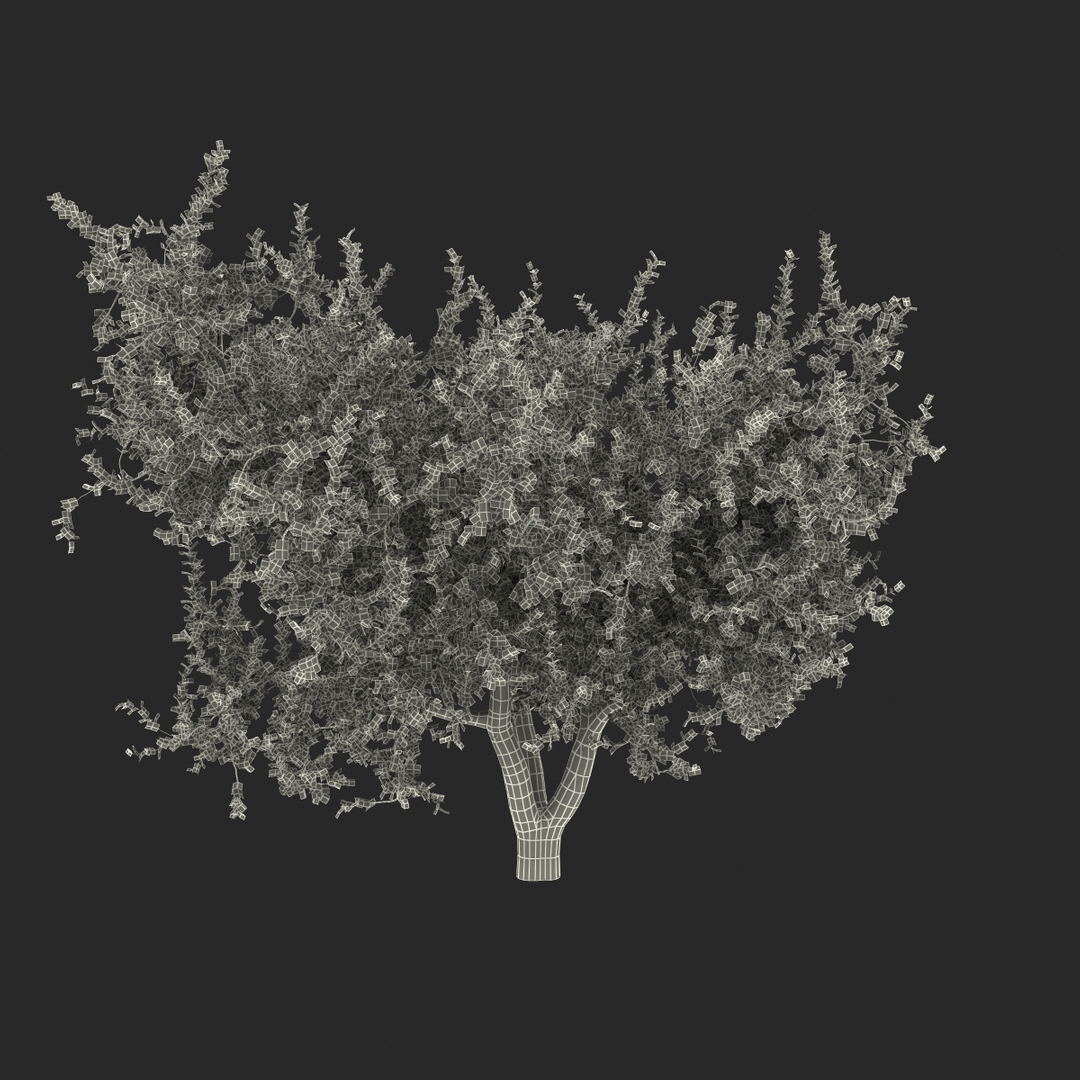3d Apricot Tree 2