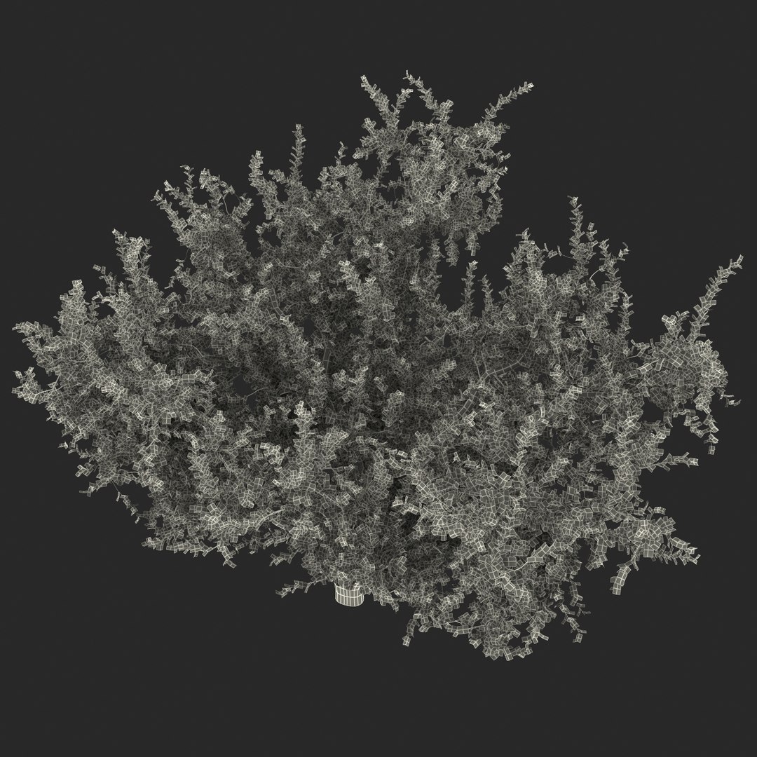 3d Apricot Tree 2