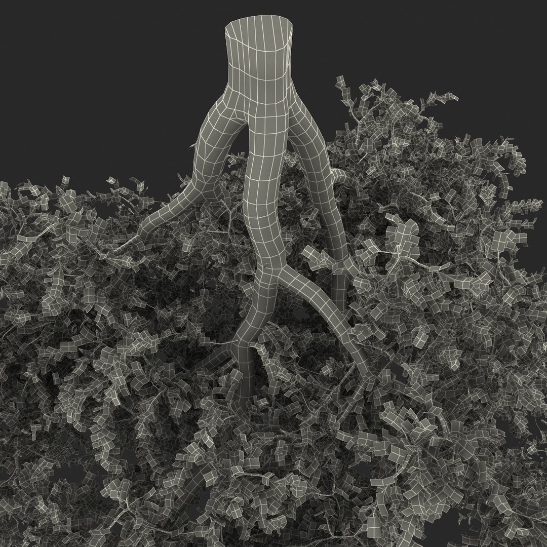 3d Apricot Tree 2