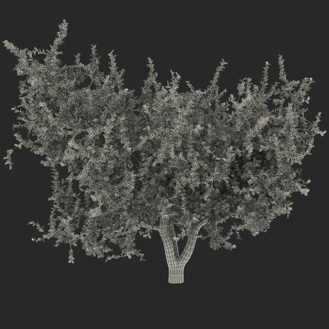 3d Apricot Tree 2