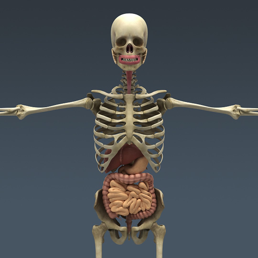 3d model human male body muscular