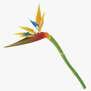 Bird of Paradise - Single Standing