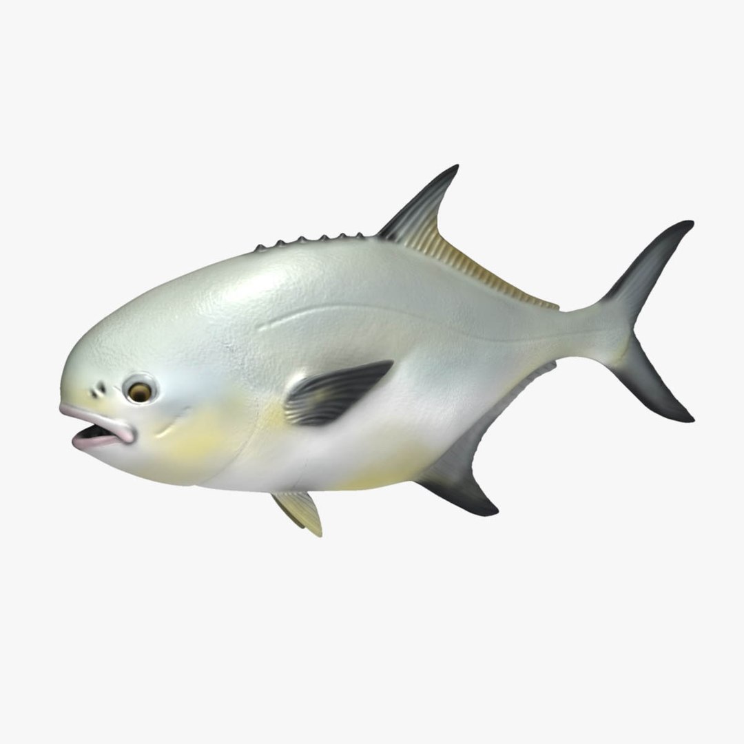 Permit Fish 3d Model
