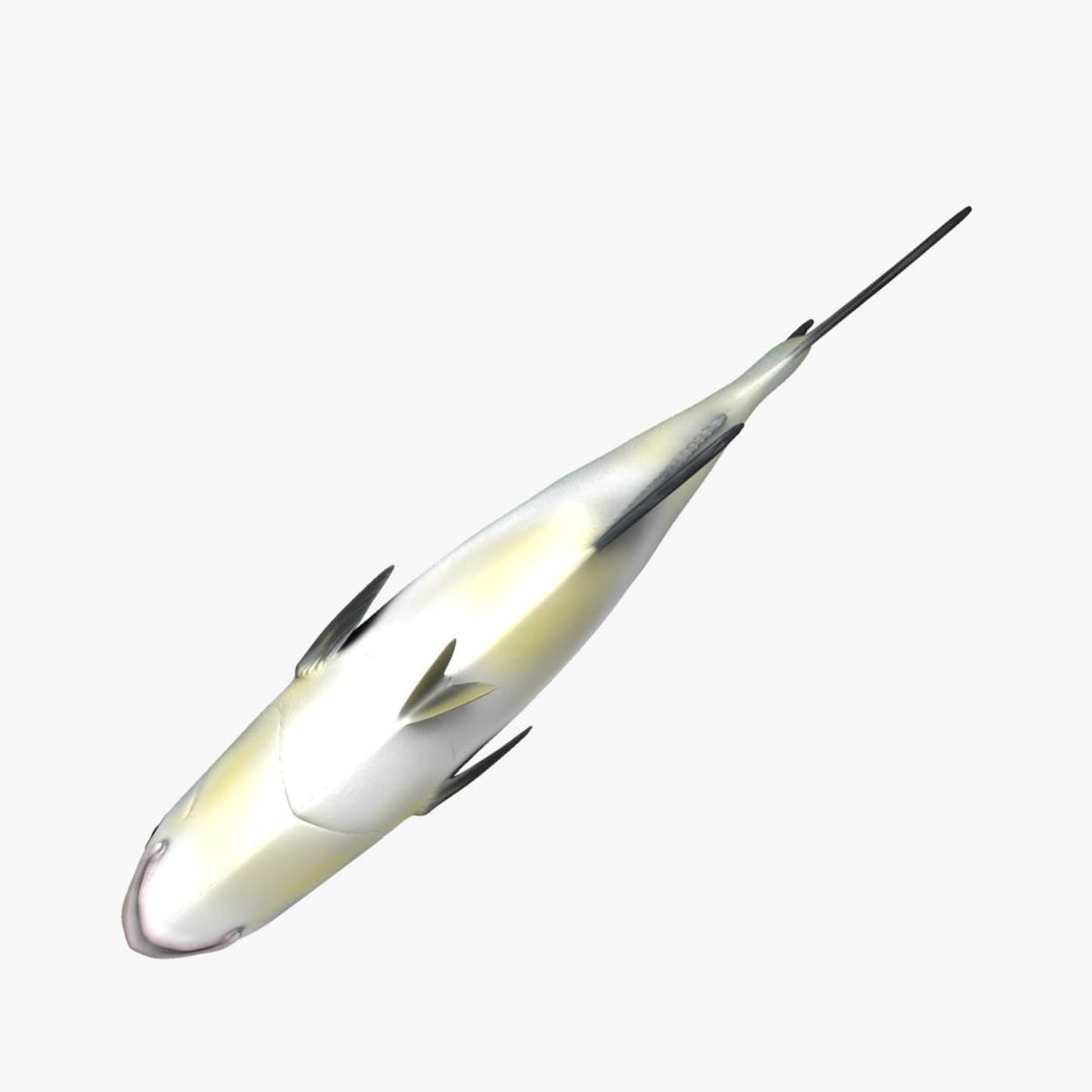 Permit Fish 3d Model