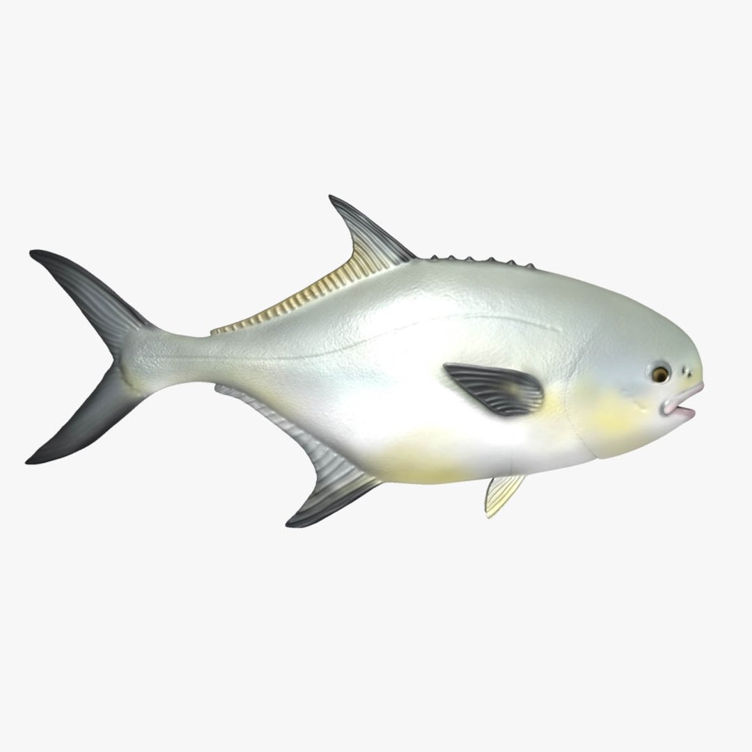 Permit Fish 3d Model