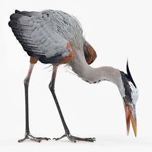 Heron Standing Pose 3D model