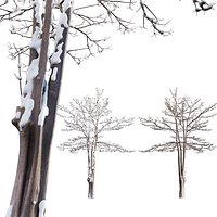 Alstonia scholaris - Milkwood - Snow