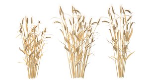 Wheat dried bush