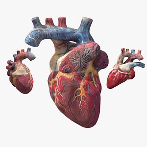 Human Heart with Associated Arteries x4 Pack model