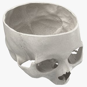 human skull cranial 02 model