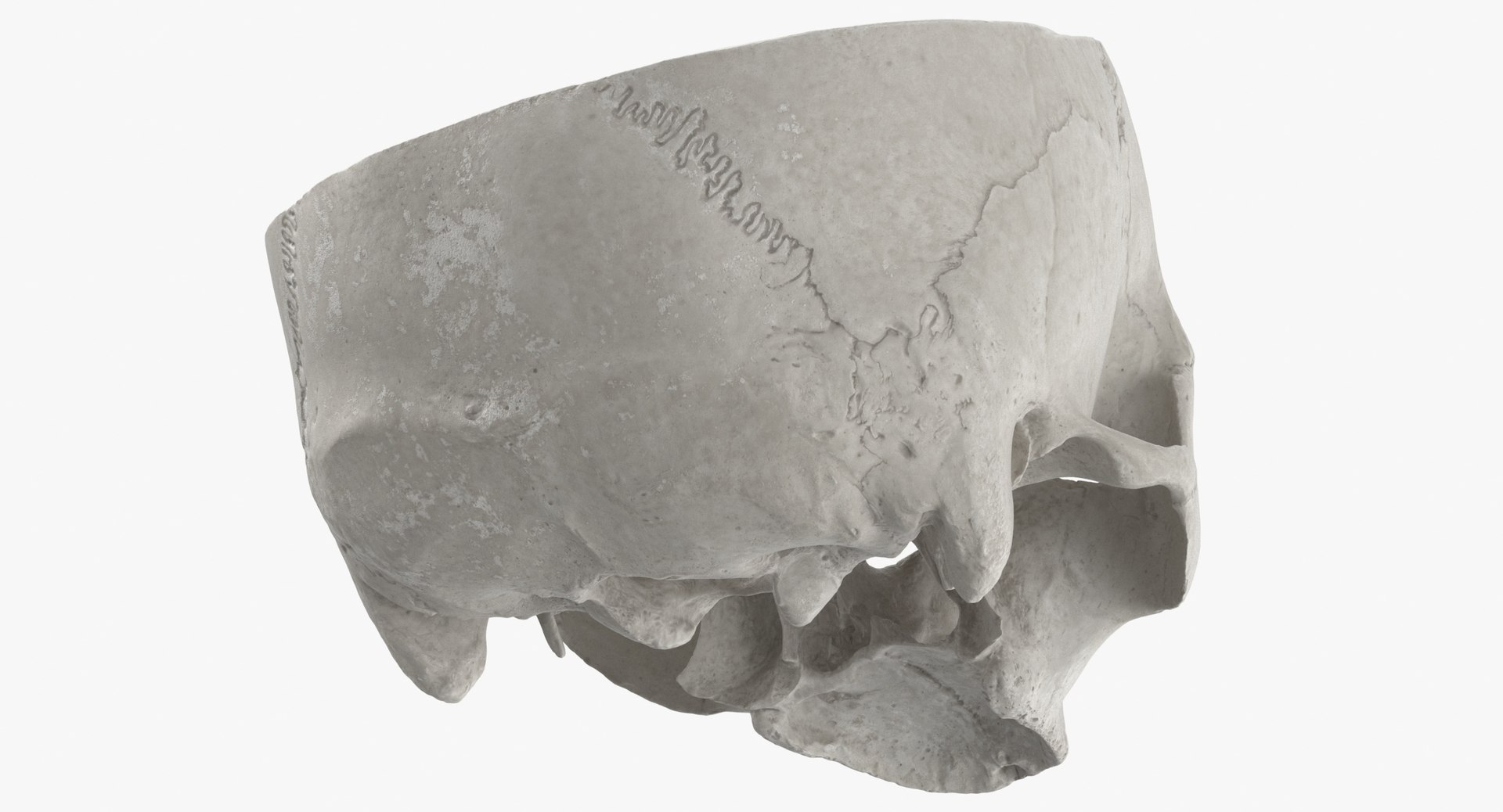 Human Skull Cranial 02 Model - TurboSquid 1555192