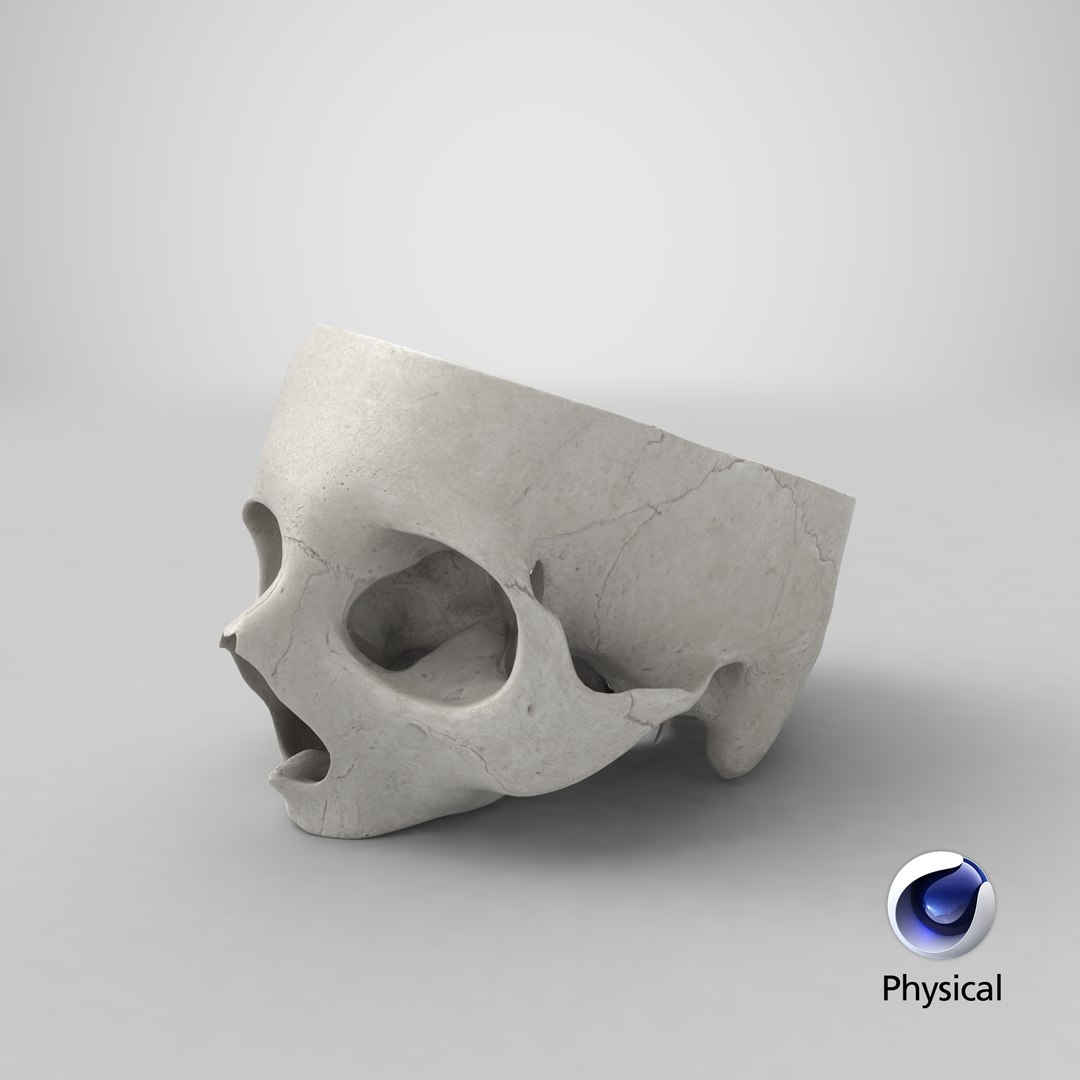 Human Skull Cranial 02 Model - TurboSquid 1555192