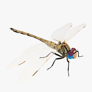 Trithemis Arteriosa Dragonfly - Female 3D model