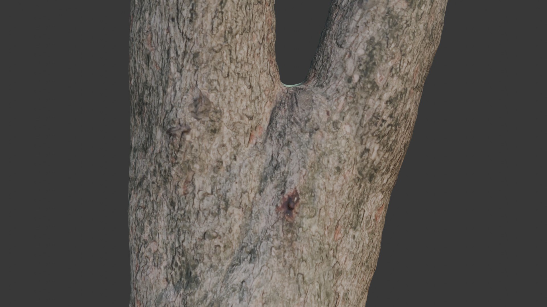 3D Model Realistic Forked Tree Trun Scan - TurboSquid 2395278