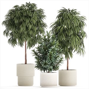 3D Beautiful Plants Ficus Alii Tree Oleander In Pots 1357 model