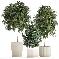 Beautiful Plants Ficus Alii Tree Oleander In Pots 1357