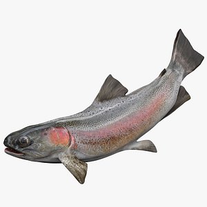TROUT L1445 3D model