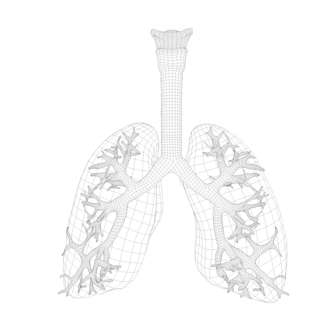 3D model anatomy human man https://p.turbosquid.com/ts-thumb/W6/LhLWnC/14RIGDJ3/w4/png/1581516883/1920x1080/fit_q87/1b34867b39ec1503981276b0e70b448ead42359c/w4.jpg