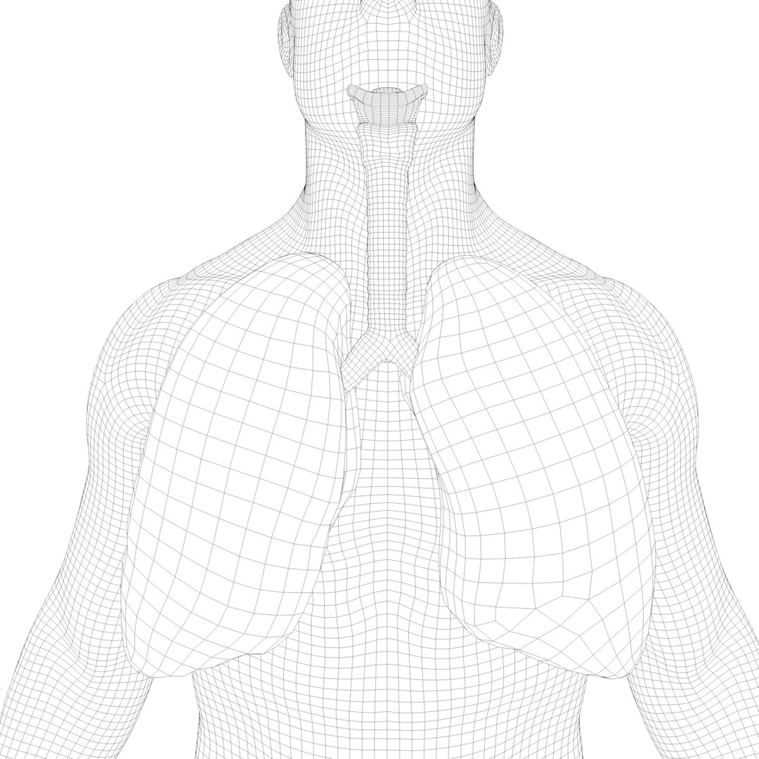 3D model anatomy human man https://p.turbosquid.com/ts-thumb/W6/LhLWnC/27e5ediz/w5/png/1581516883/1920x1080/fit_q87/2a3195720a511b86a10945b6caa2e0b876f6cafc/w5.jpg