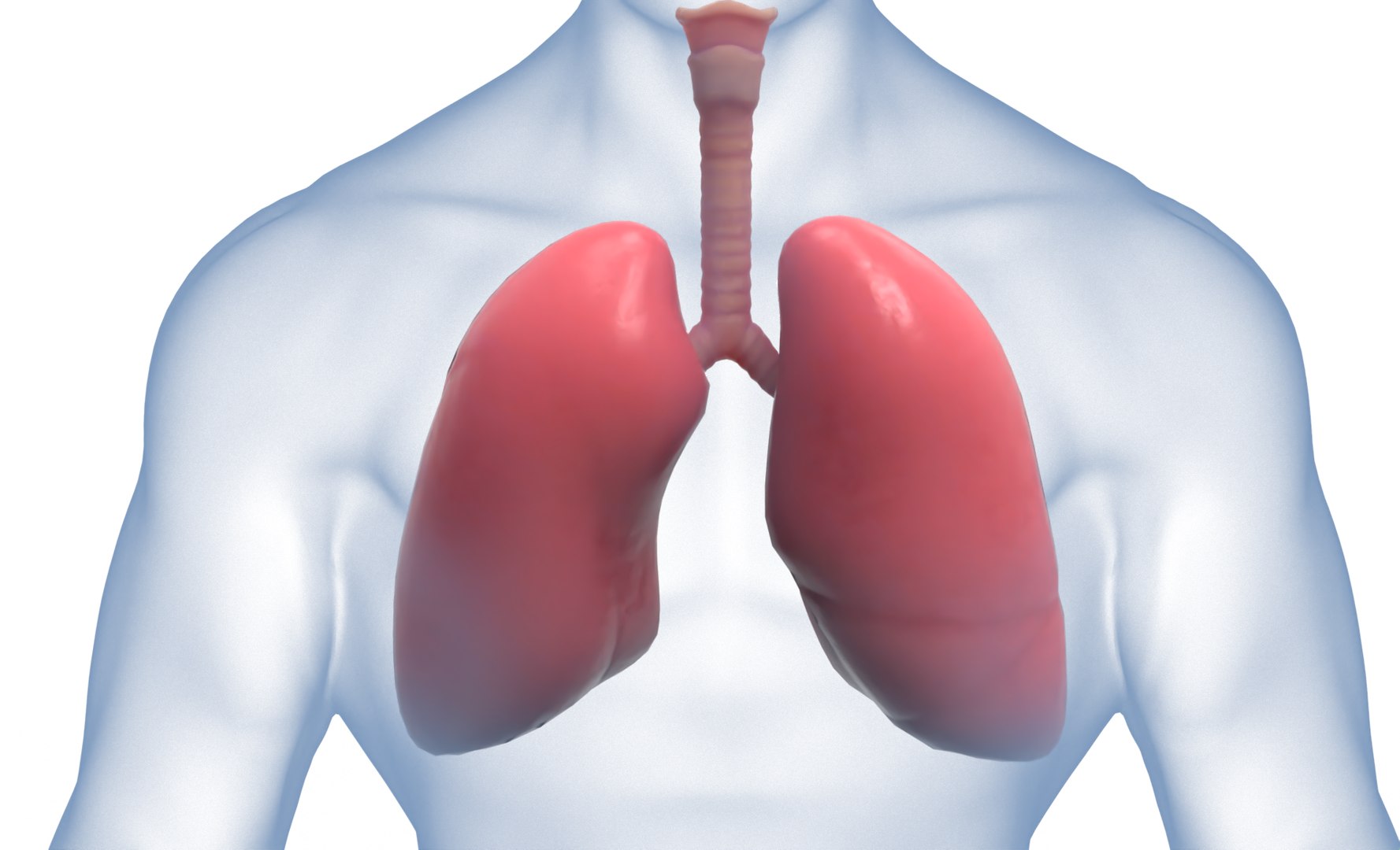 3D model anatomy human man https://p.turbosquid.com/ts-thumb/W6/LhLWnC/7wv7fsio/6/png/1581516883/1920x1080/fit_q87/59a96b22cba48da1a37022453e3408712d8d207b/6.jpg
