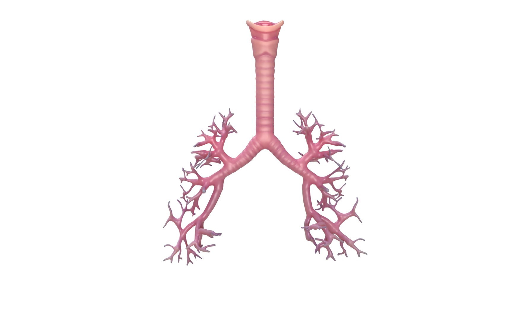 3D model anatomy human man https://p.turbosquid.com/ts-thumb/W6/LhLWnC/VPdAtxQP/12/png/1581516883/1920x1080/fit_q87/4972a8da35e0a3b79f944ab78da636ae7c357f28/12.jpg