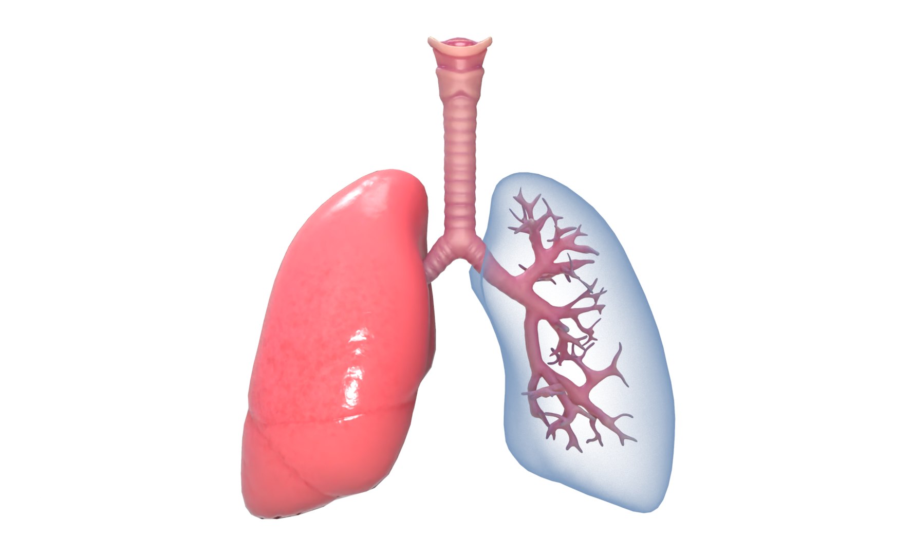 3D model anatomy human man https://p.turbosquid.com/ts-thumb/W6/LhLWnC/WetmOGDs/10/png/1581516883/1920x1080/fit_q87/4139f27133a2e8a2a99c1a8a8b041099675786c1/10.jpg