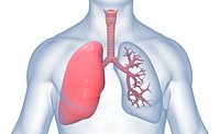 Human Lungs Anatomy
