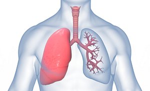 Human Lungs Anatomy