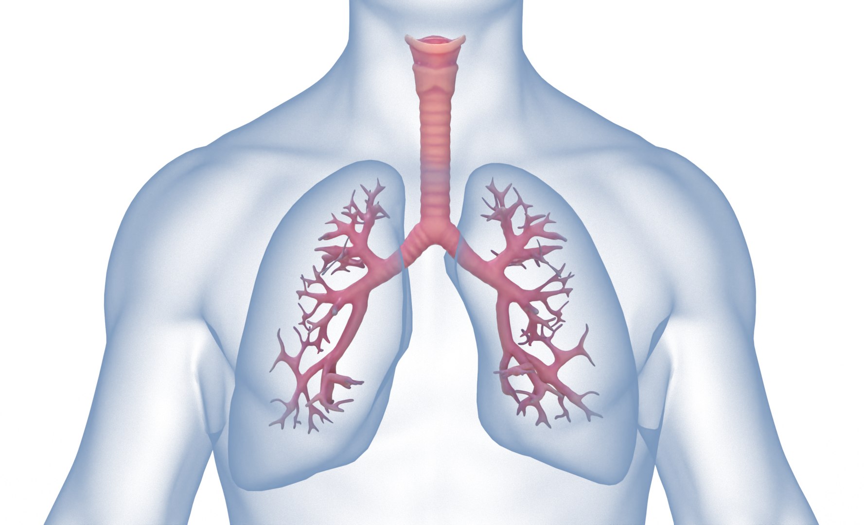 3D model anatomy human man https://p.turbosquid.com/ts-thumb/W6/LhLWnC/ZSLQdrJ4/3/png/1581516883/1920x1080/fit_q87/558d2a46301c11773a2a75b0089c8ab9e9fb99b9/3.jpg