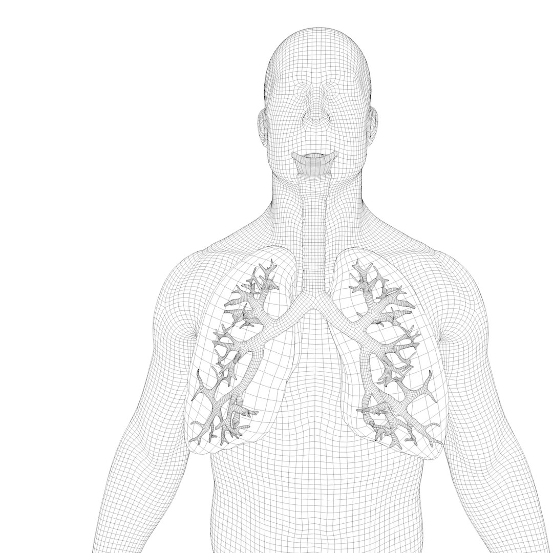 3D model anatomy human man https://p.turbosquid.com/ts-thumb/W6/LhLWnC/izHhPygX/w3/png/1581516883/1920x1080/fit_q87/ff68ae8283f46742faf7cadd46338cb36a24d6e7/w3.jpg