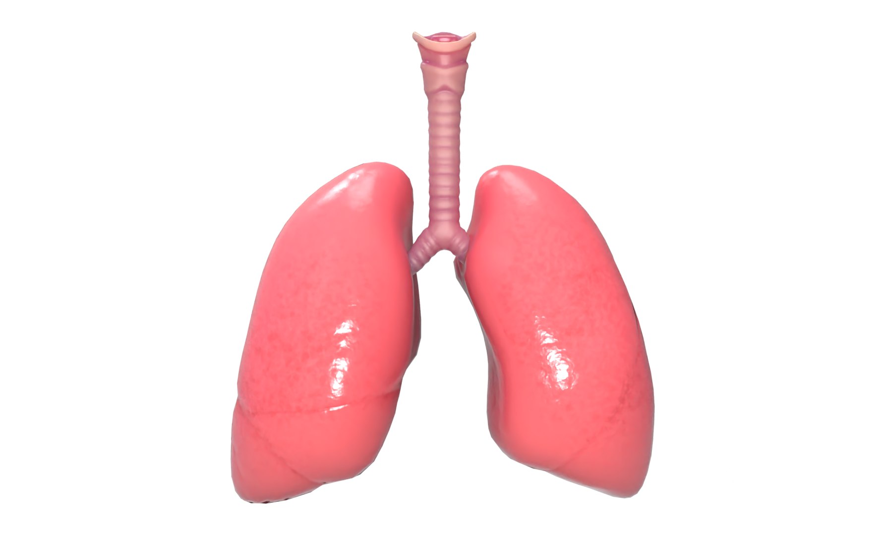 3D model anatomy human man https://p.turbosquid.com/ts-thumb/W6/LhLWnC/mpjf8eg6/8/png/1581516883/1920x1080/fit_q87/17d4e8f21269aeae8d8b9e6fd877a78f92a65896/8.jpg