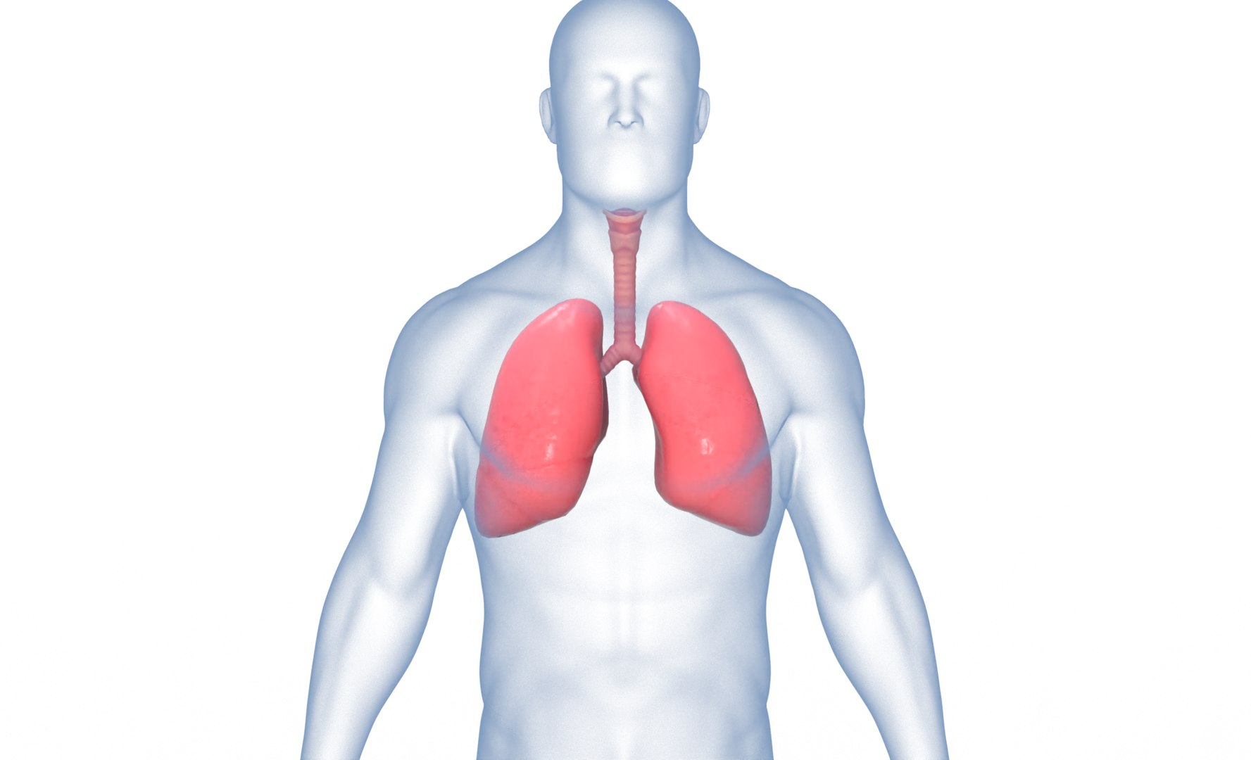 3D model anatomy human man https://p.turbosquid.com/ts-thumb/W6/LhLWnC/uD8w9ufD/4/png/1581516883/1920x1080/fit_q87/829835a9a1a83725fa01dc02c46503a0bc332f07/4.jpg