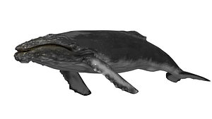 3D hump whale model