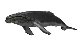 humpback whale