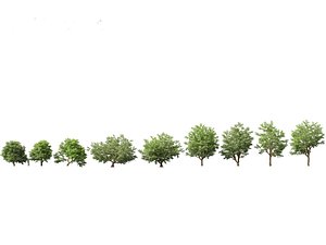 3D model Tamarindus indica - Tamarind tree