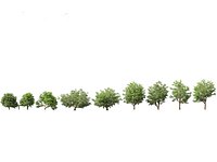 Tamarindus indica - Tamarind tree