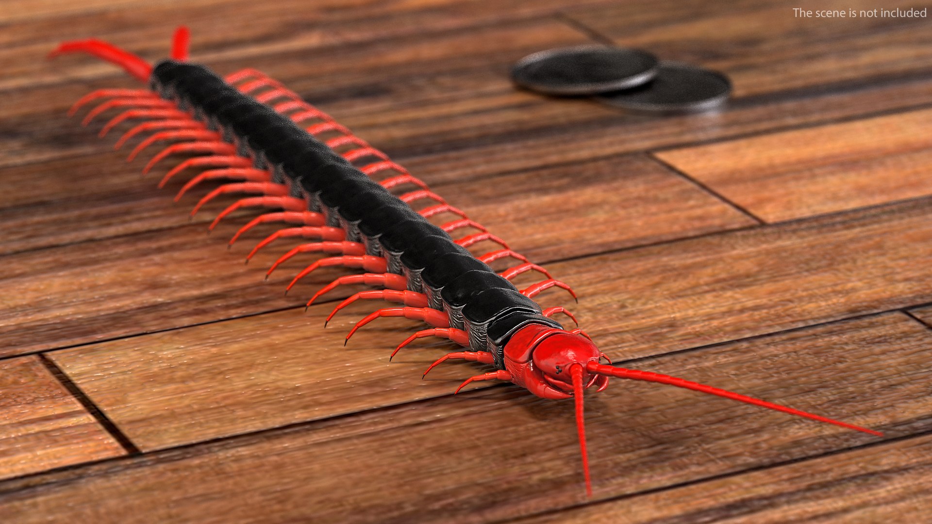 Scolopendra Subspinipes Mutilans 3D model preview