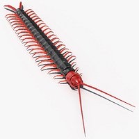 Scolopendra Subspinipes Mutilans