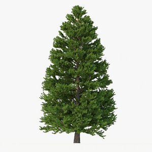 Picea Abies No 6 3D
