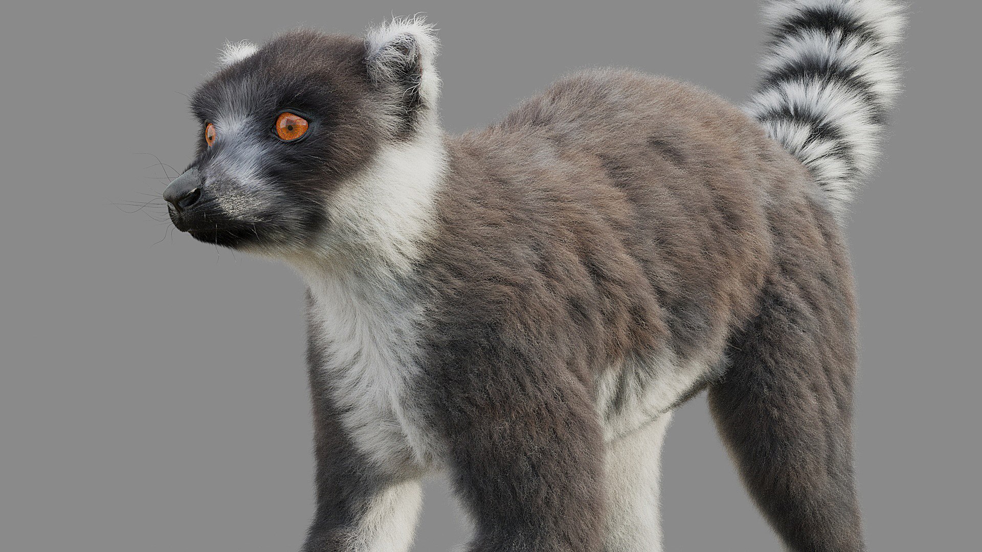 3D Model Ring Tailed Lemur - TurboSquid 1773180