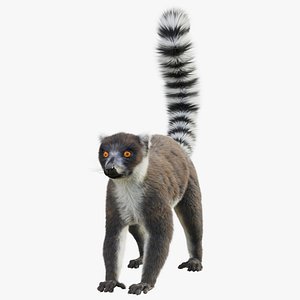 3D model Ring Tailed Lemur