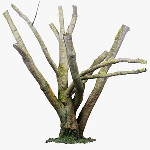 3D Moss Covered Tree Trunk Remastered