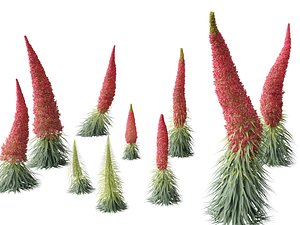 3D model Echium wildpretii - Tower of jewels
