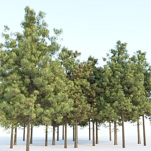 3D pine trees collection vol 51