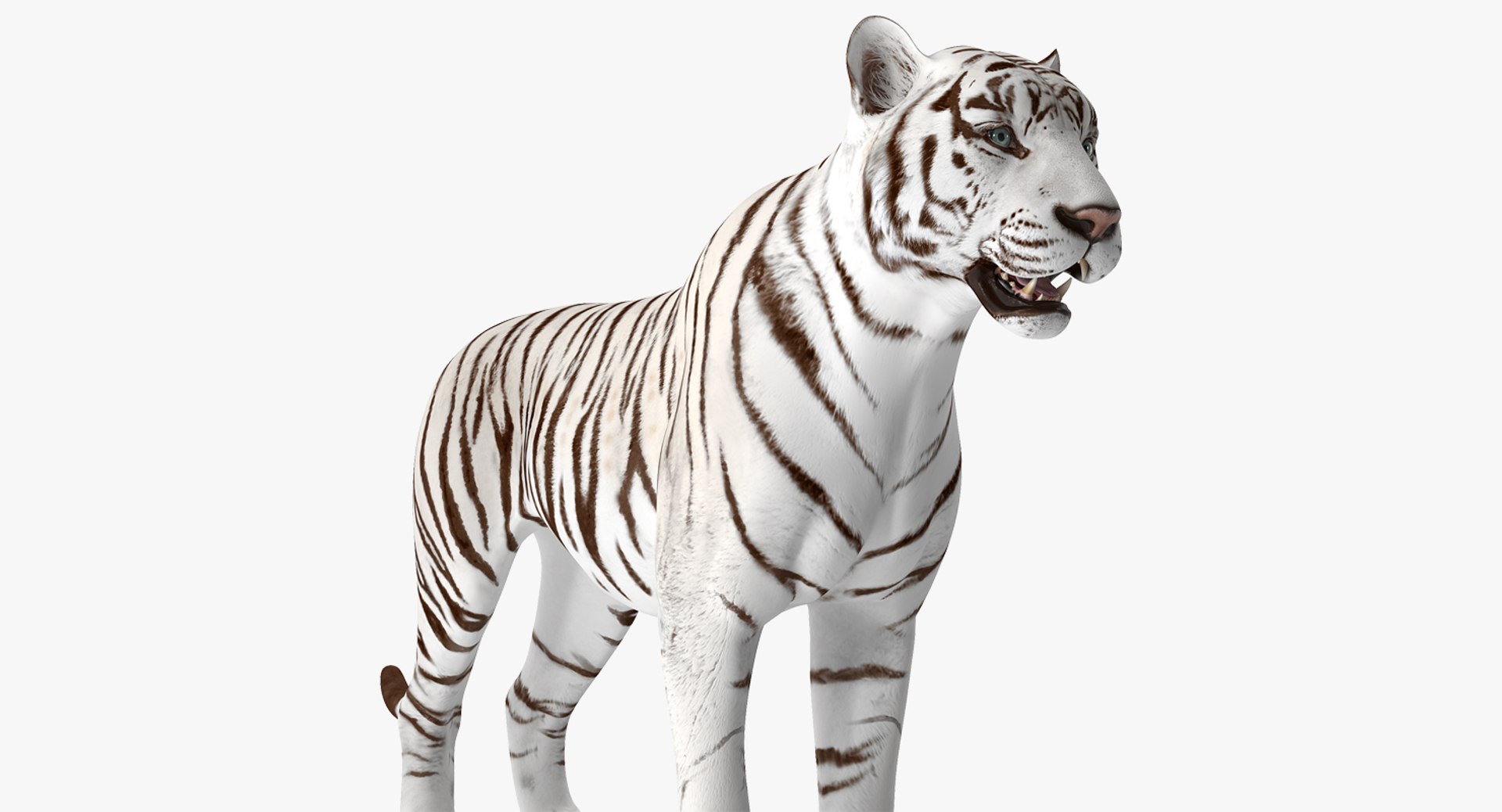 White Tiger 3D Model 3D model preview