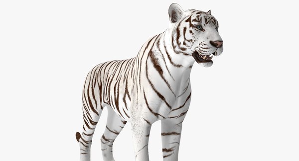 Tigre branco Modelo 3d