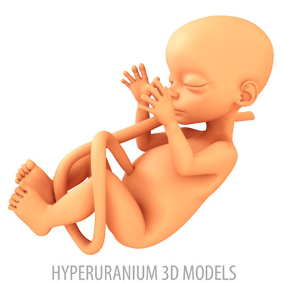fetus 3d model https://p.turbosquid.com/ts-thumb/W7/5ZraJf/LVSNzJT7/fetus02/jpg/1120982540/1920x1080/fit_q87/035c3c7883a18c2967b310adc47c8f82b91fa45b/fetus02.jpg