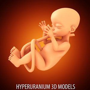 fetus 3d model