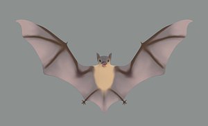 Bat Model